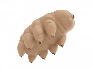 tardigrade 3D Model