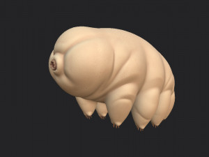 tardigrade 3D Модель