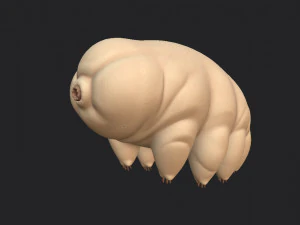 tardigrade 3D Model