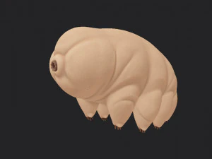 tardigrade 3D Model