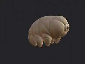 tardigrade 3D Model