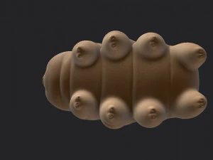 tardigrade 3D Model