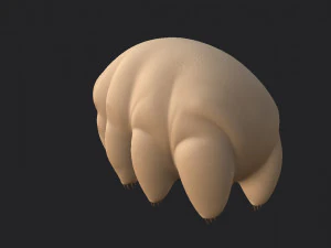 tardigrade 3D Model