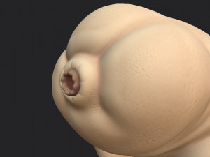 tardigrade 3D Модель