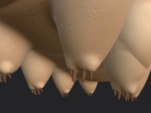 tardigrade 3D Model