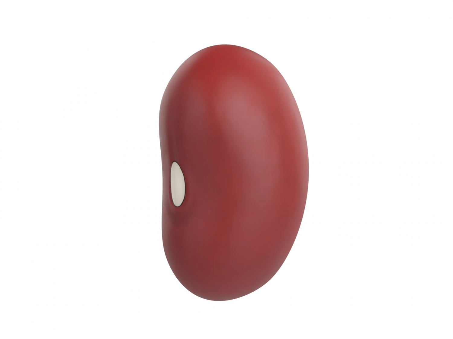 red kidney bean 3D Model .c4d .max .obj .3ds .fbx .stl .blend
