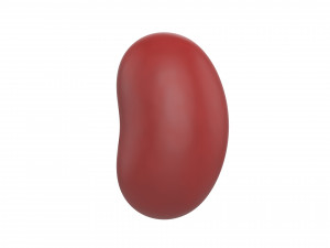 red kidney bean 3D Model