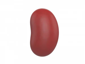 red kidney bean 3D Model
