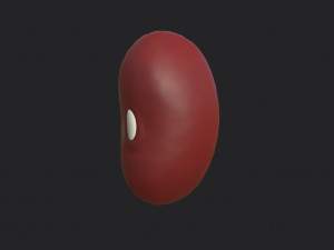 red kidney bean 3D Model