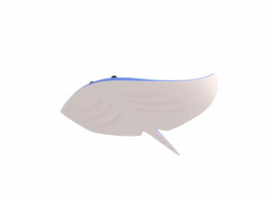 manta ray Modelo 3D