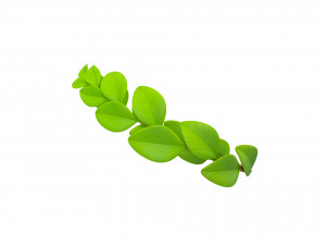 laurel wreath 3D 모델
