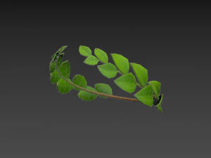coroa de louros Modelo 3D