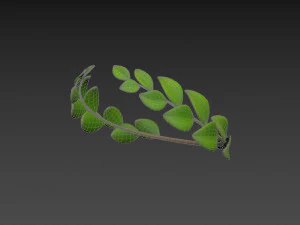 coroa de louros Modelo 3D