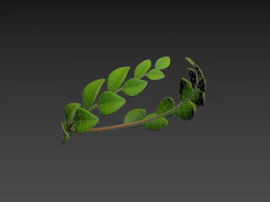 coroa de louros Modelo 3D