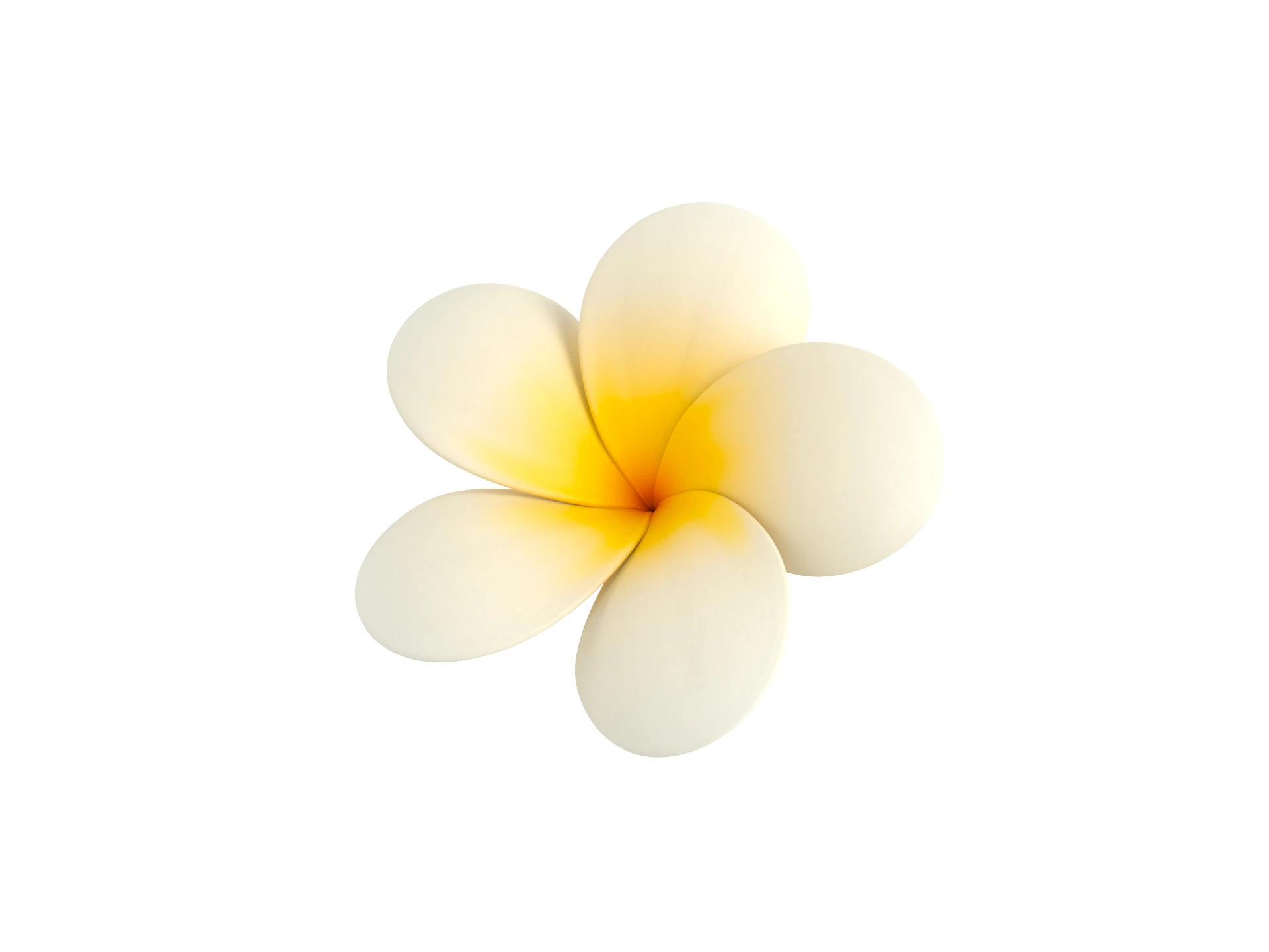 Plumeria Flower 3D Model .c4d .max .obj .3ds .fbx .stl .blend