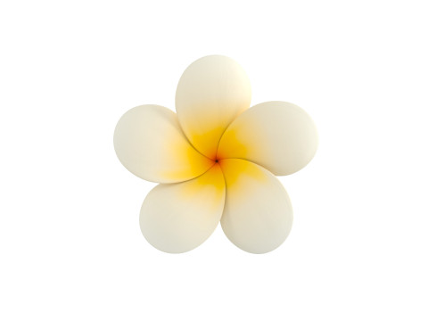 Plumeria Flower 3D Model
