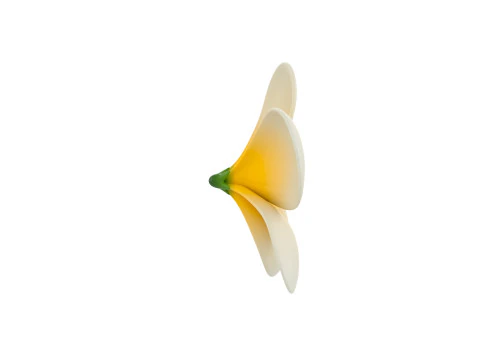 Plumeria Flower 3D Model