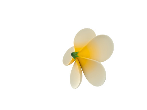 Plumeria Flower 3D Model