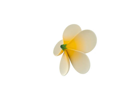 Plumeria Flower 3D Model