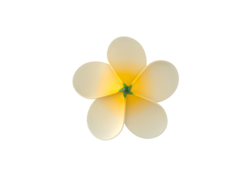 Plumeria Flower 3D Model