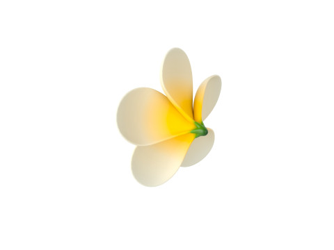 Plumeria Flower 3D Model