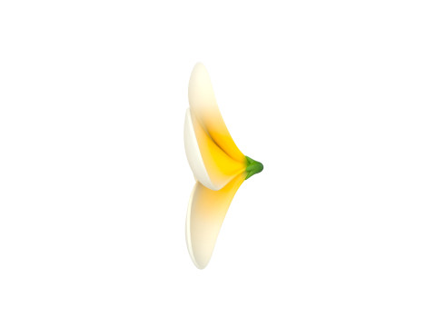 Plumeria Flower 3D Model