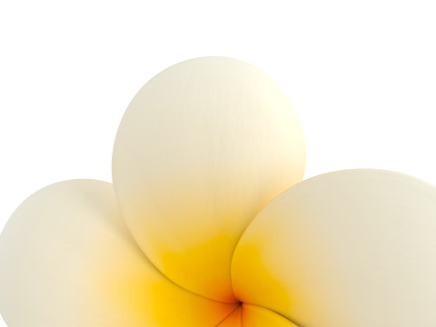 Plumeria Flower 3D Model