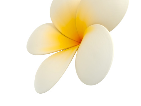 Plumeria Flower 3D Model