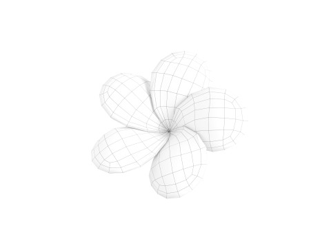 Plumeria Flower 3D Model