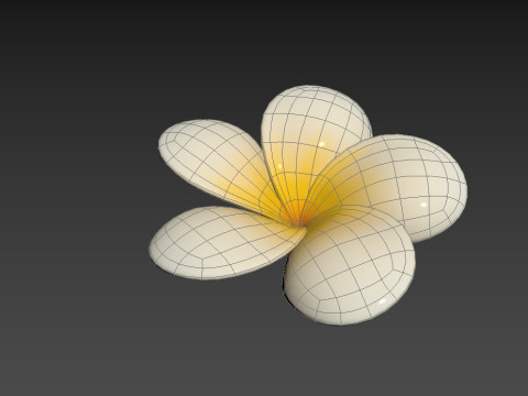 Plumeria Flower 3D Model