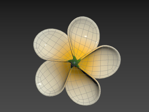 Plumeria Flower 3D Model