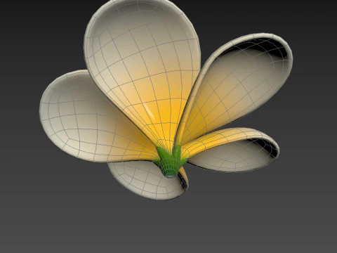 Plumeria Flower 3D Model