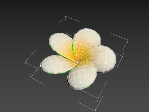 Plumeria Flower 3D Model
