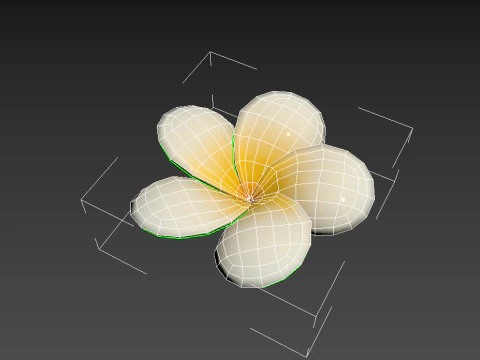 Plumeria Flower 3D Model