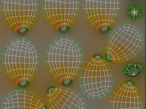 Plumeria Flower 3D Model