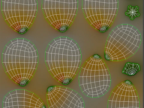 Plumeria Flower 3D Model