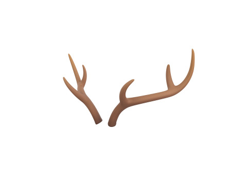 Deer Antler 3D Модель
