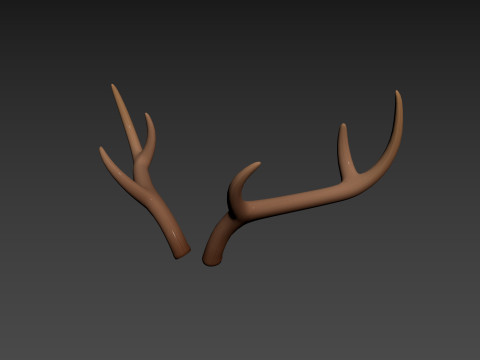 Deer Antler 3D 모델