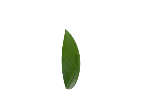 Basil 3D Model