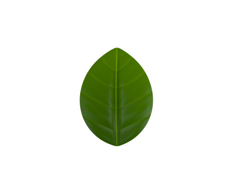 Basil 3D Model