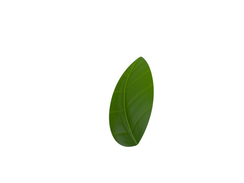 Basil 3D Model