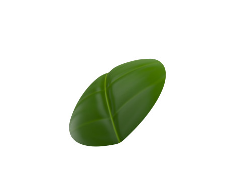 Basil 3D Model