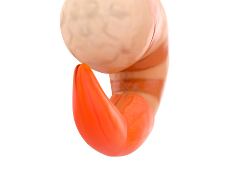 Low Poly Shrimp 3D 모델