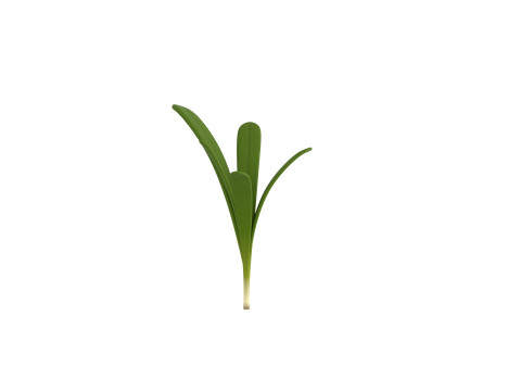 Rosemary 3D Model