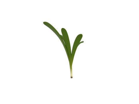 Rosemary 3D Model