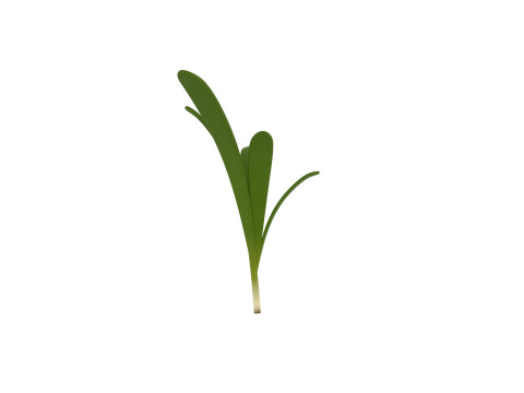 Rosemary 3D Model