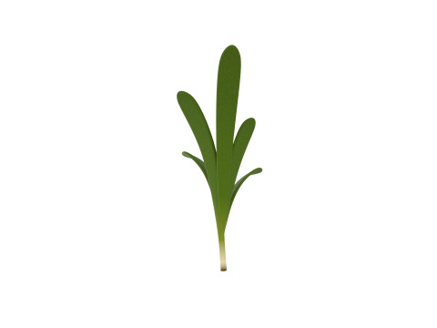 Rosemary 3D Model