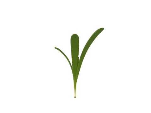 Rosemary 3D Model