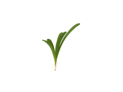Rosemary 3D Model
