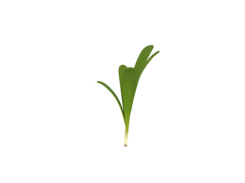 Rosemary 3D Model